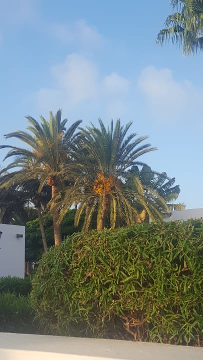 Gartenanlage Hotel Riu Paraiso Lanzarote