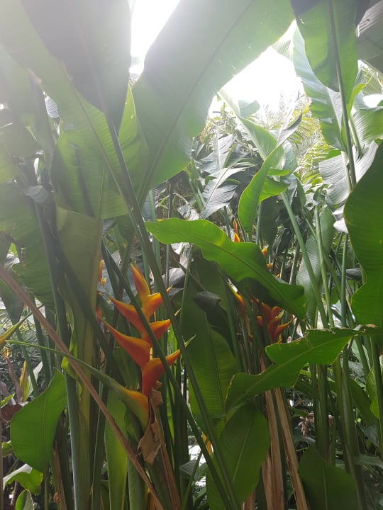 Gartenanlage The Palms Hotel & Spa