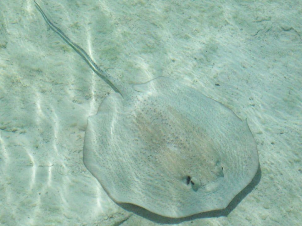 Hausrochen Cinnamon Hakuraa Huraa Maldives