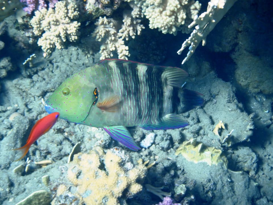 Sport & Freizeit Shams Alam Beach Resort