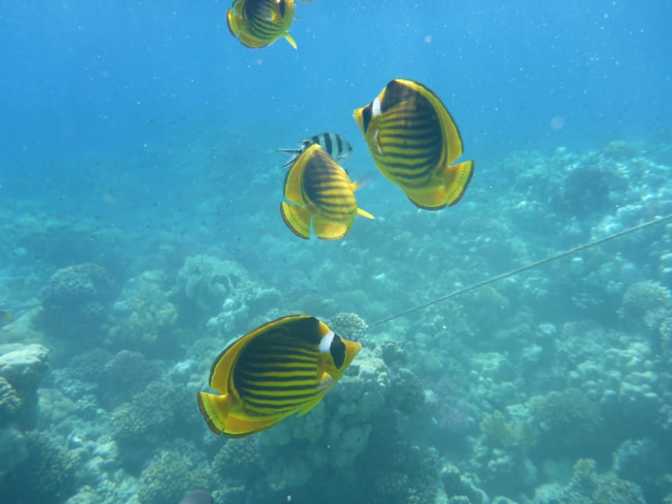 Sport & Freizeit Grand Makadi