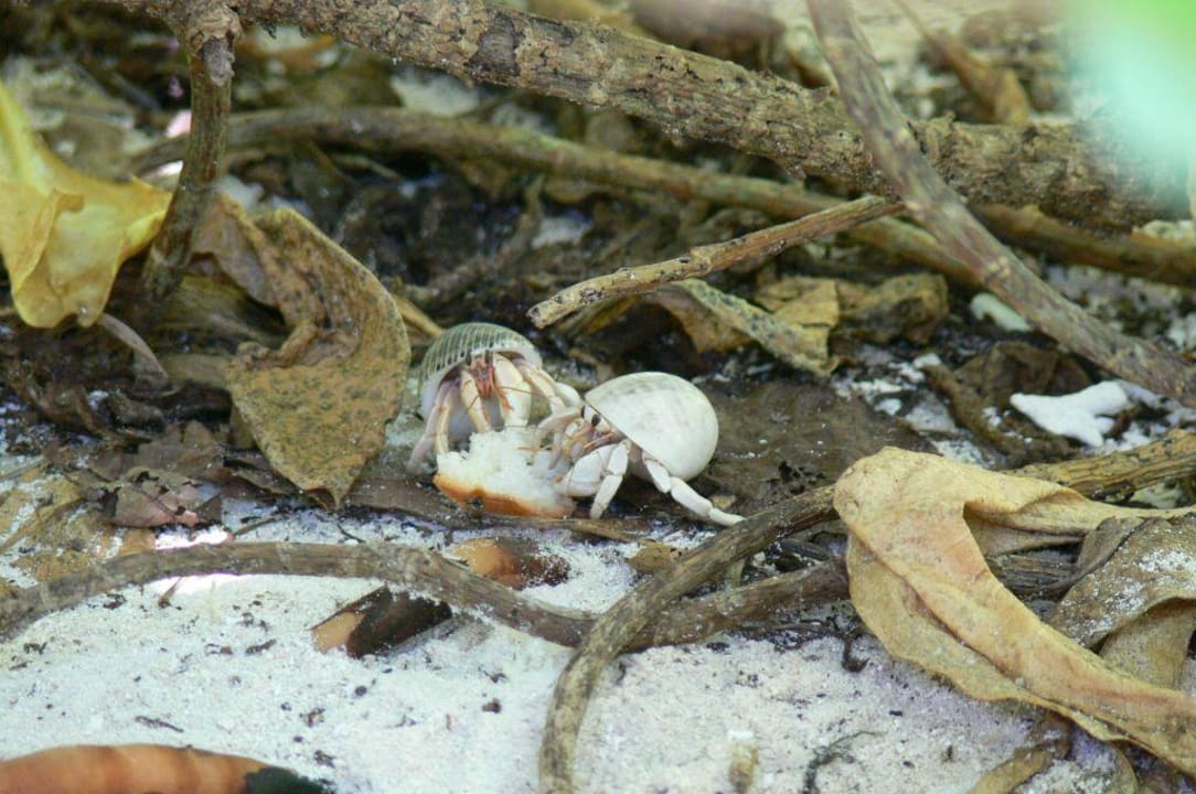 Fütterung der Einsiedlerkrebse Summer Island Maldives