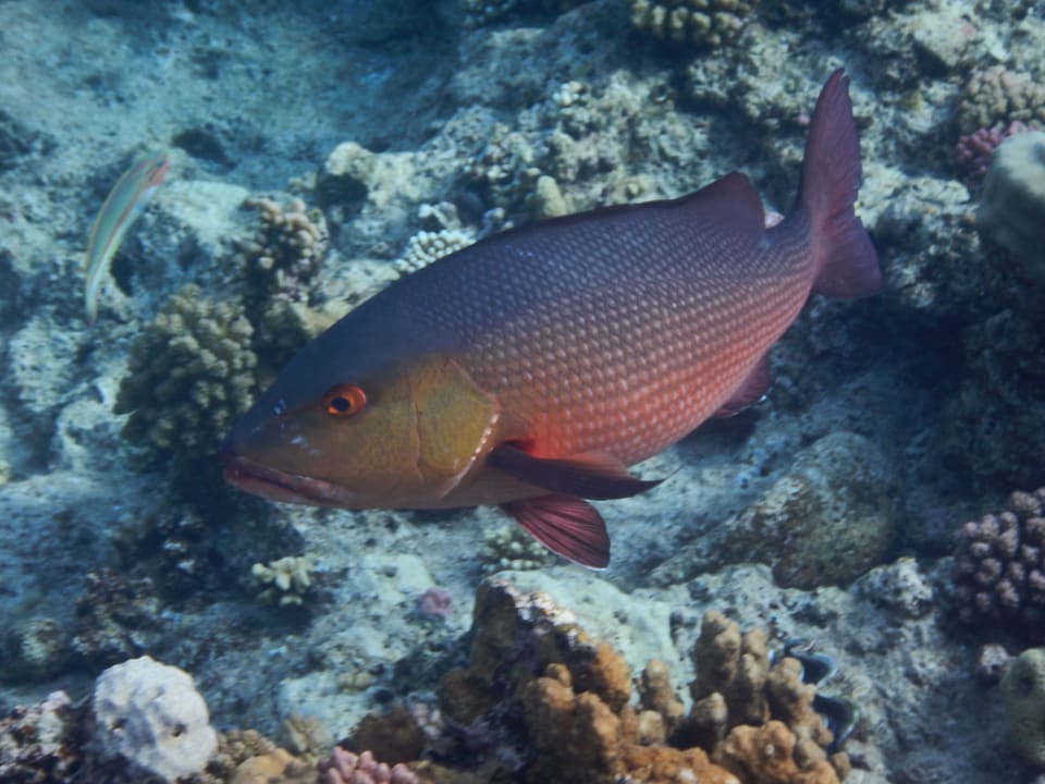 Sport & Freizeit Steigenberger Coraya Beach - Adults only