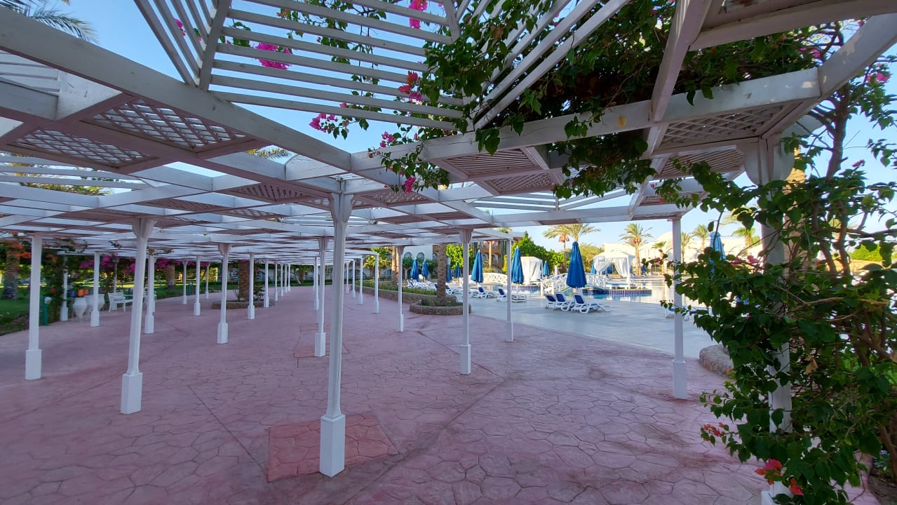 Sonstiges Desert Rose