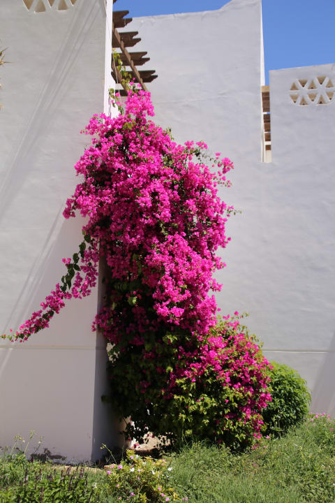 Gartenanlage Three Corners Equinox Beach Resort