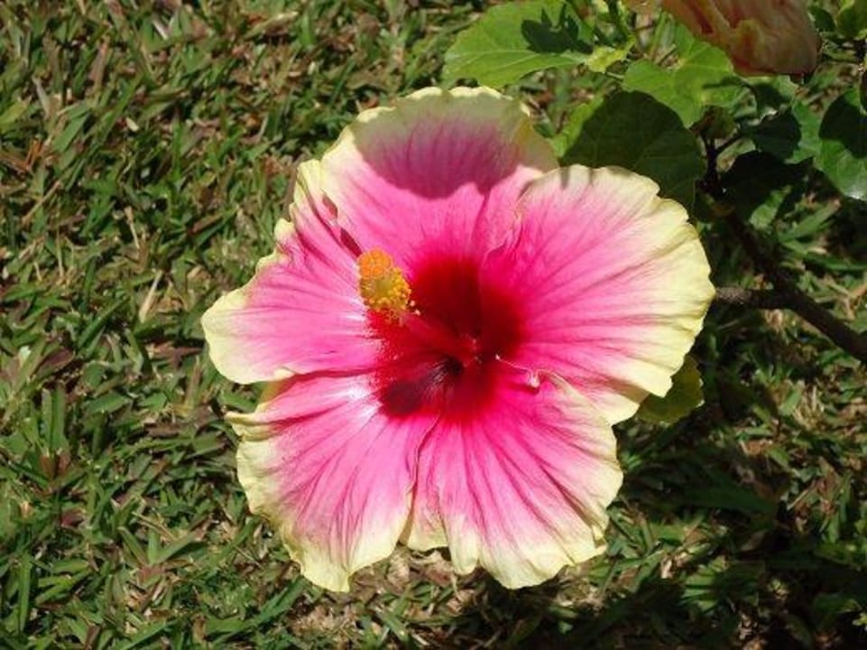 Die blühen hier überall! Le Meridien Ile Maurice