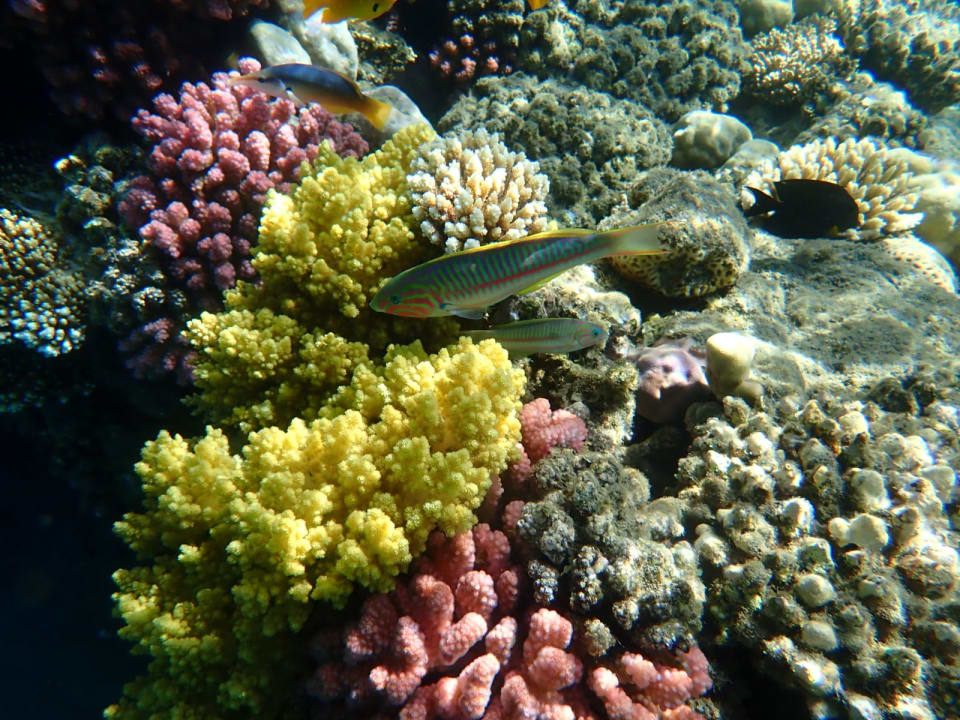 Sport & Freizeit Shams Alam Beach Resort