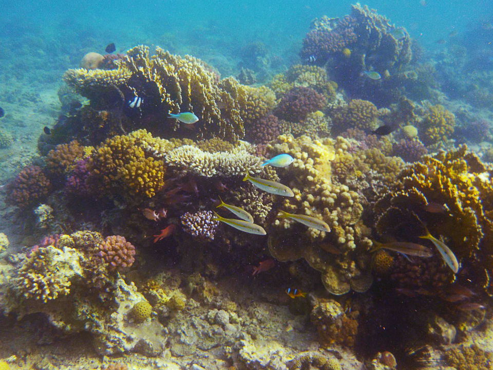 Das Riff des Menaville Hotels Menaville Safaga