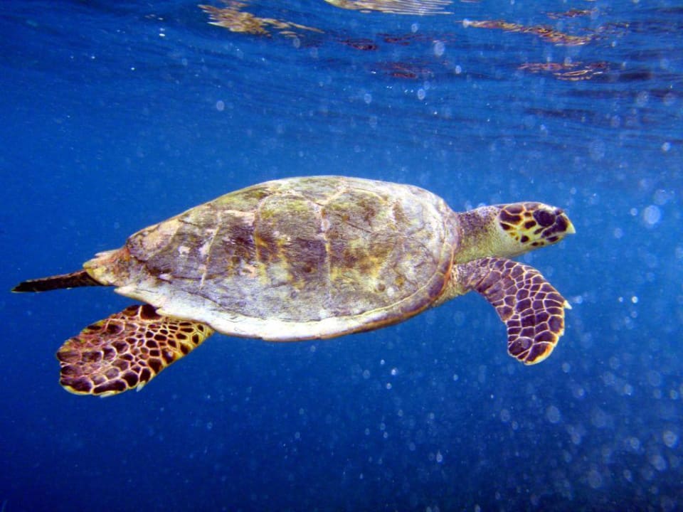 Schildi Summer Island Maldives