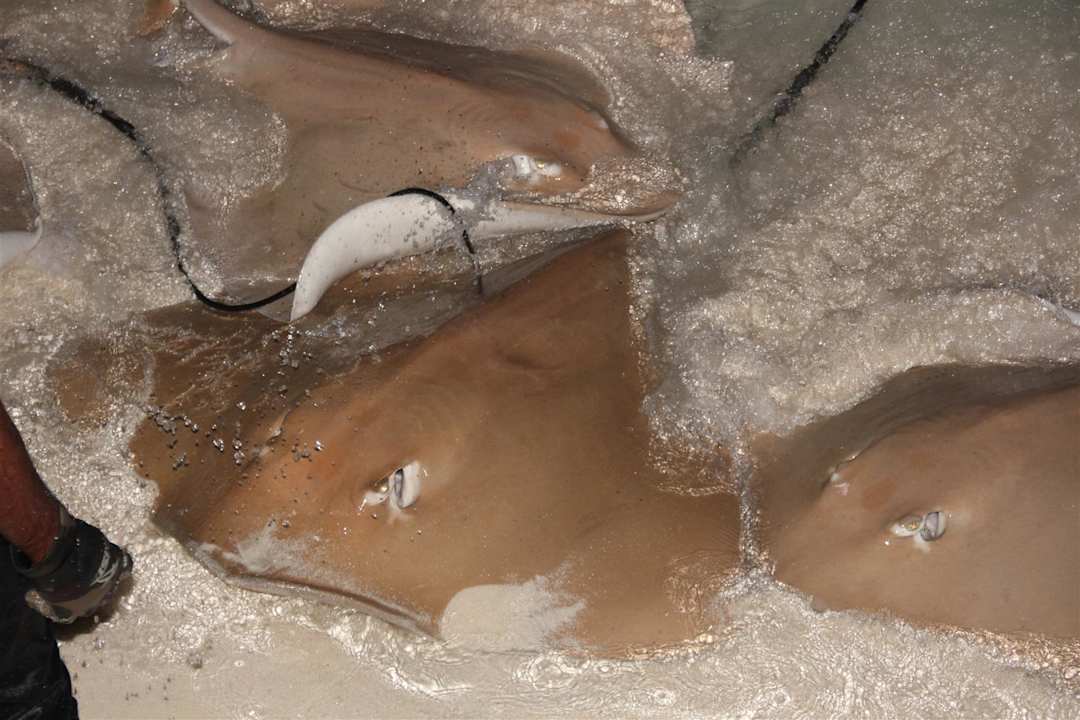 Stachelrochenfüttterung Kuramathi Maldives