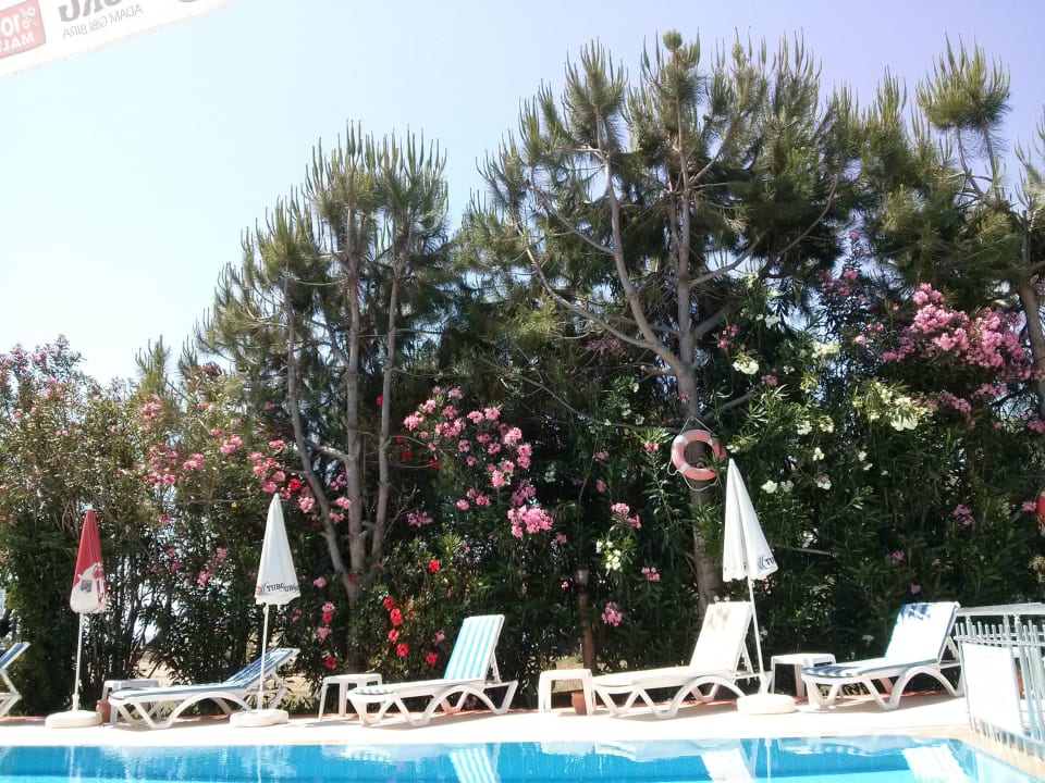 "flower power" Pool links As Queen Beach