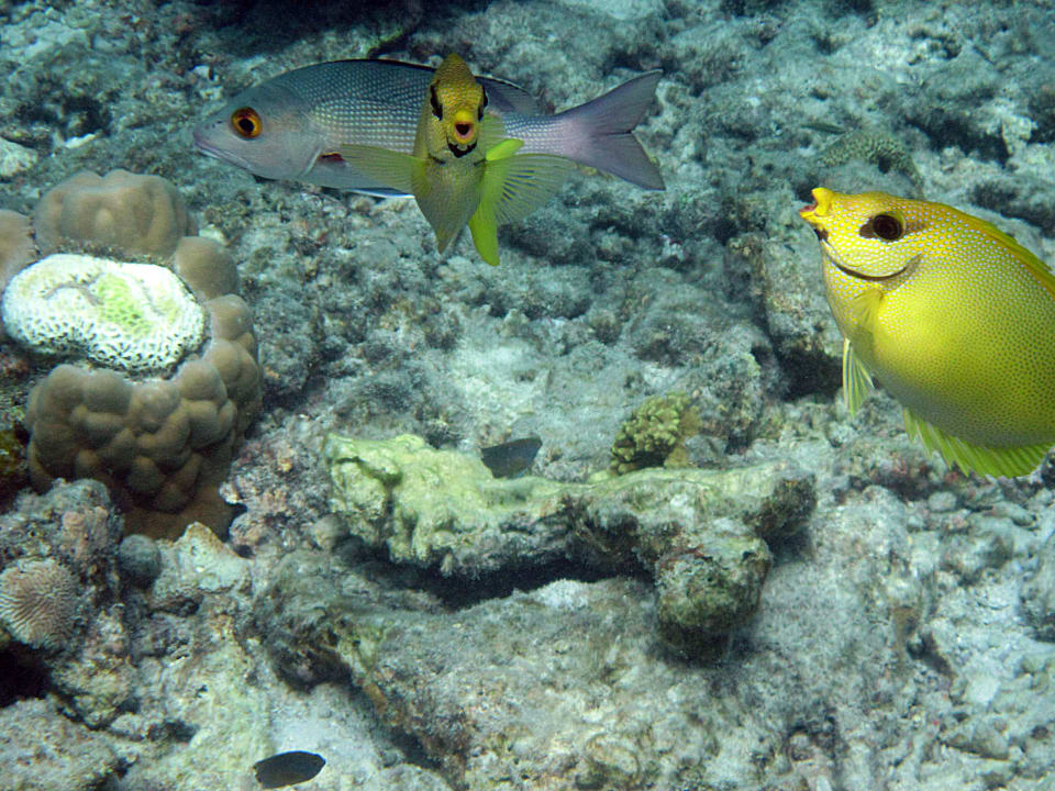 Manchen gibt man ein Küsschen  Kuramathi Maldives