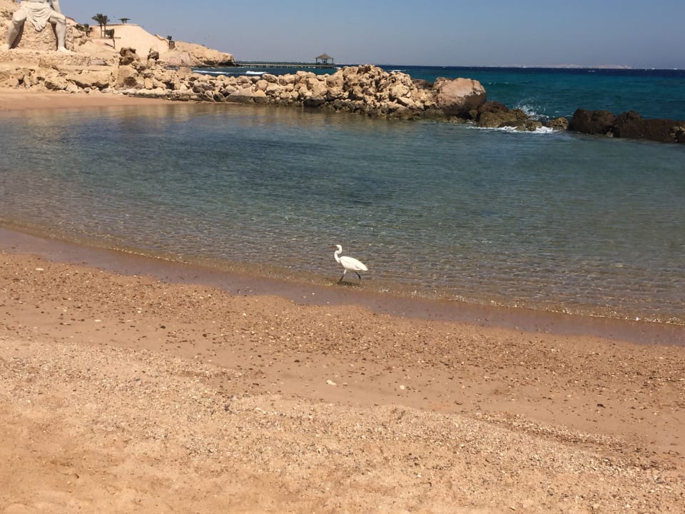 Strand Pickalbatros Citadel Resort
