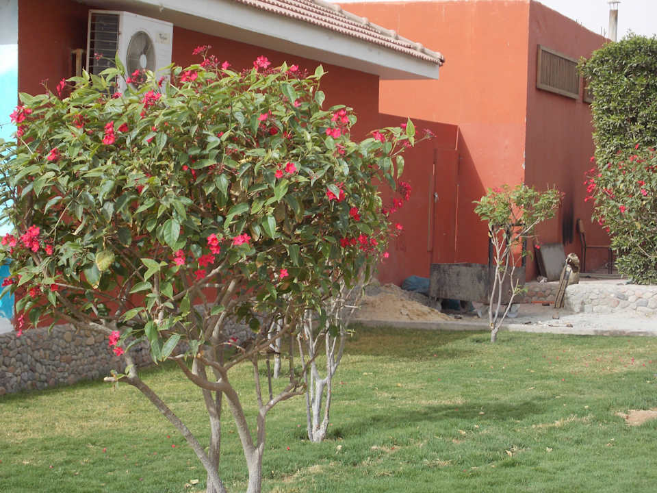 Вид Pickalbatros Alf Leila Wa Leila Resort - Neverland Hurghada