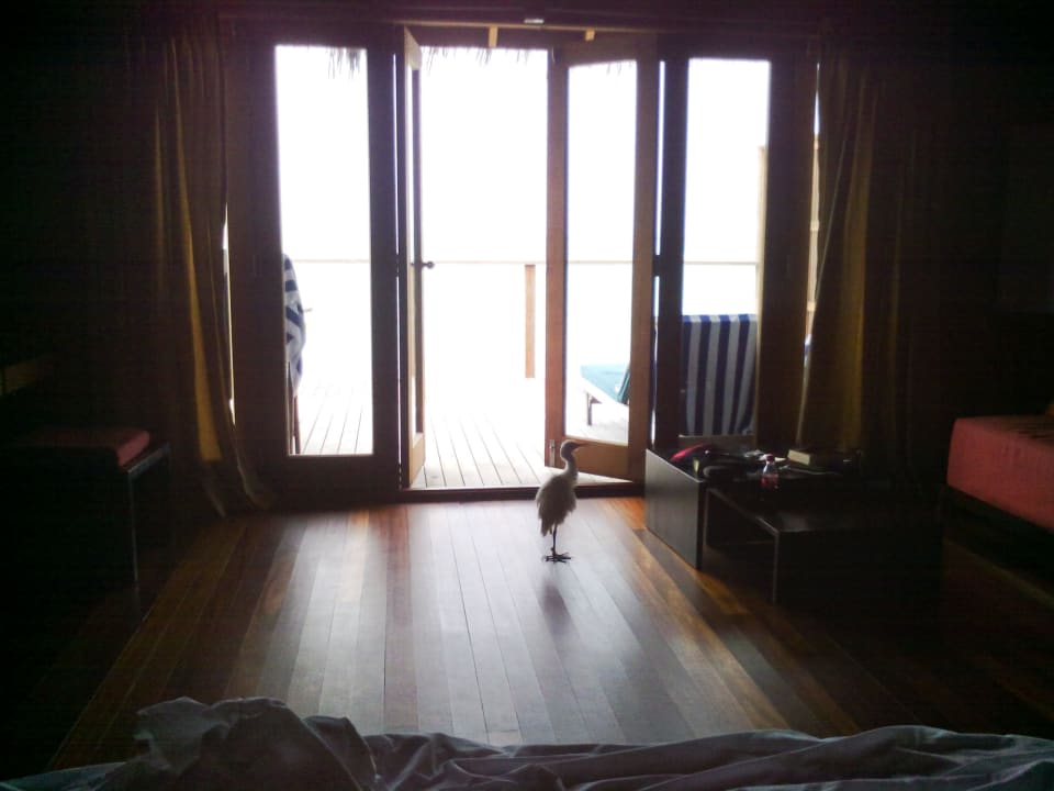 Zimmer Meeru Maldives Resort Island