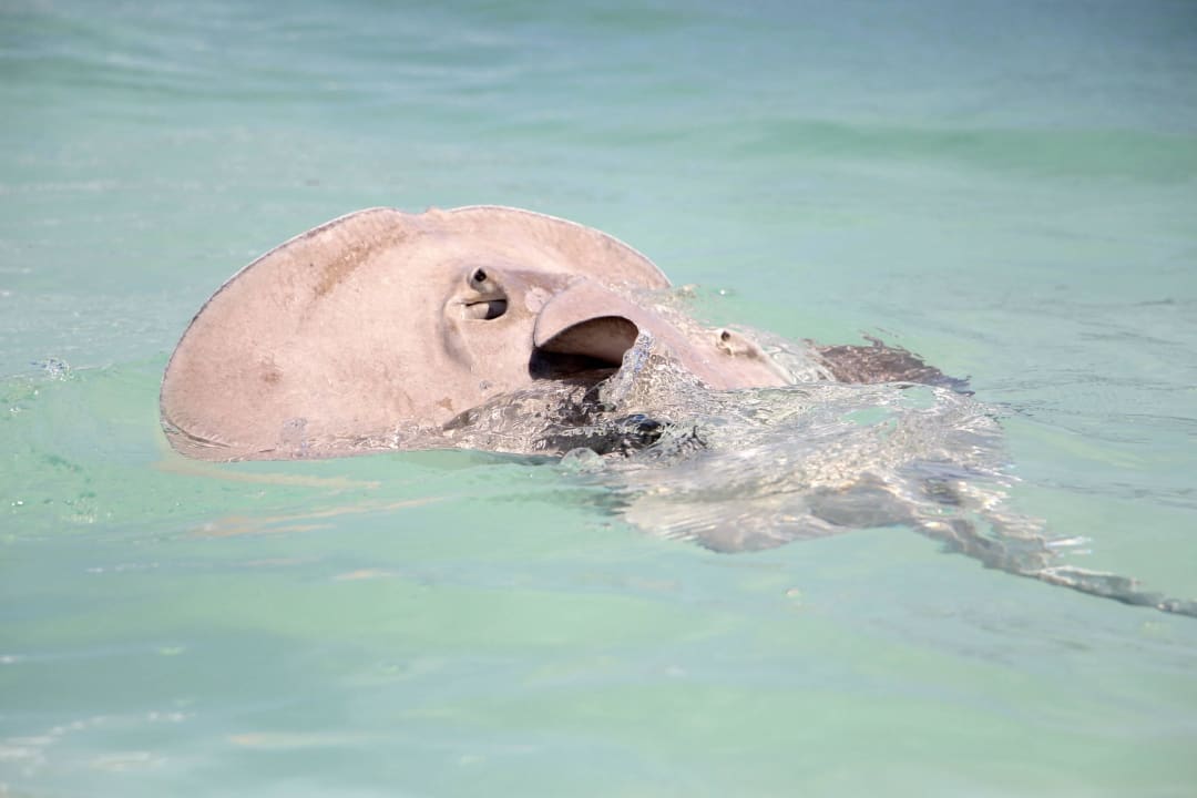 2 Rochen direkt am Strand Grand Palladium Kantenah Resort & Spa