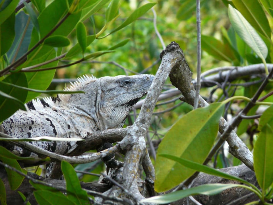 Leguan ca. 1m lang Catalonia Royal Tulum Beach & Spa Resort - Adults only
