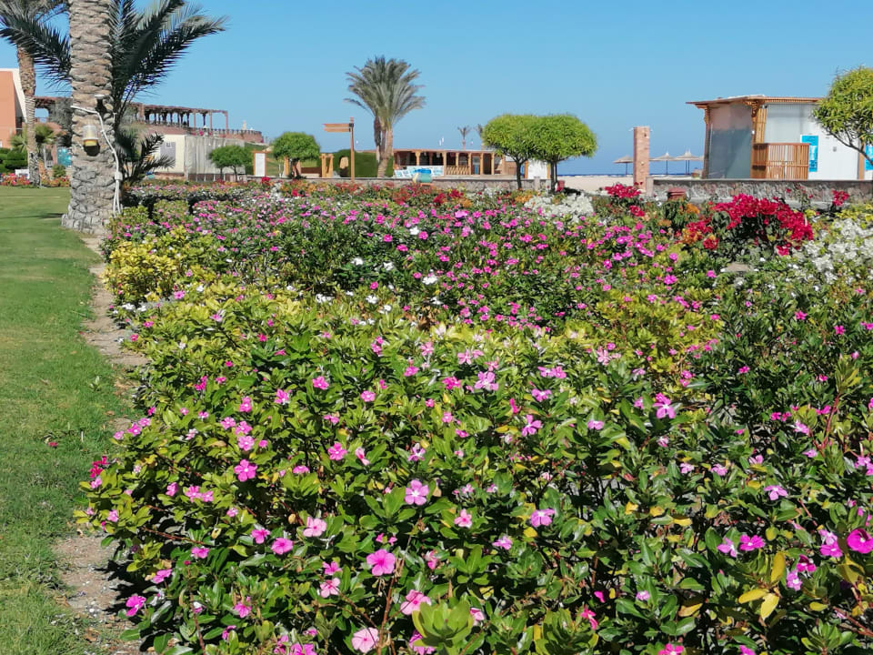 Gartenanlage Novotel Marsa Alam Beach Resort
