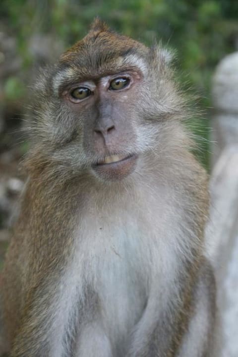 Affe Berjaya Langkawi Resort