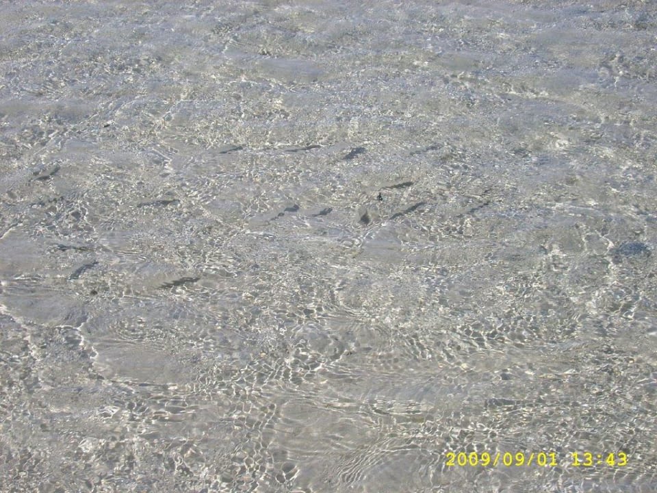 Fische am Strand Pickalbatros Alf Leila Wa Leila Resort - Neverland Hurghada