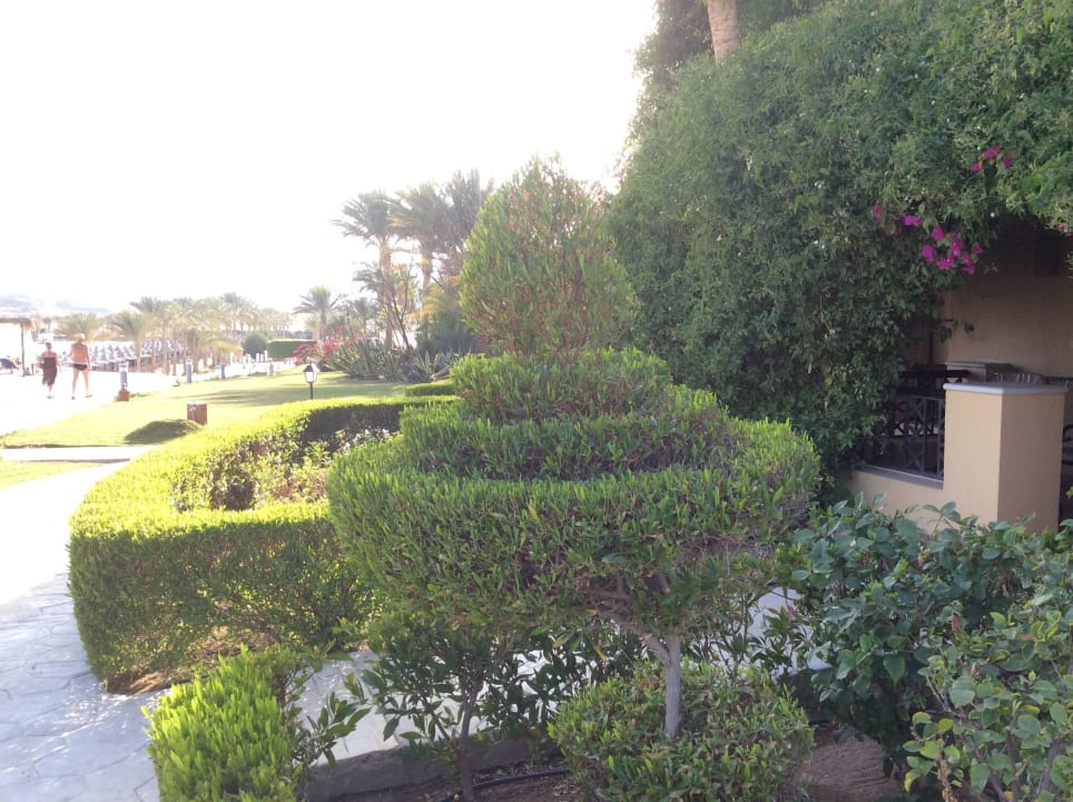 Kunstwerk Steigenberger Coraya Beach - Adults only