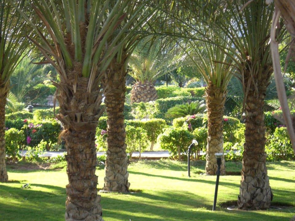 Palmen in der Anlage Fort Arabesque Resort, Spa & Villas