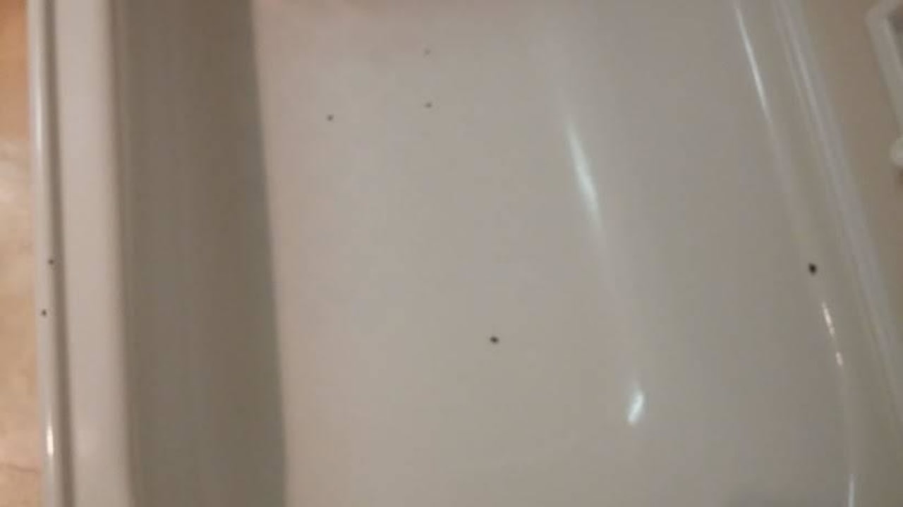 Zuerst dachten wir das seien tote Fliegen Hotel Bayview Chateau Tongariro