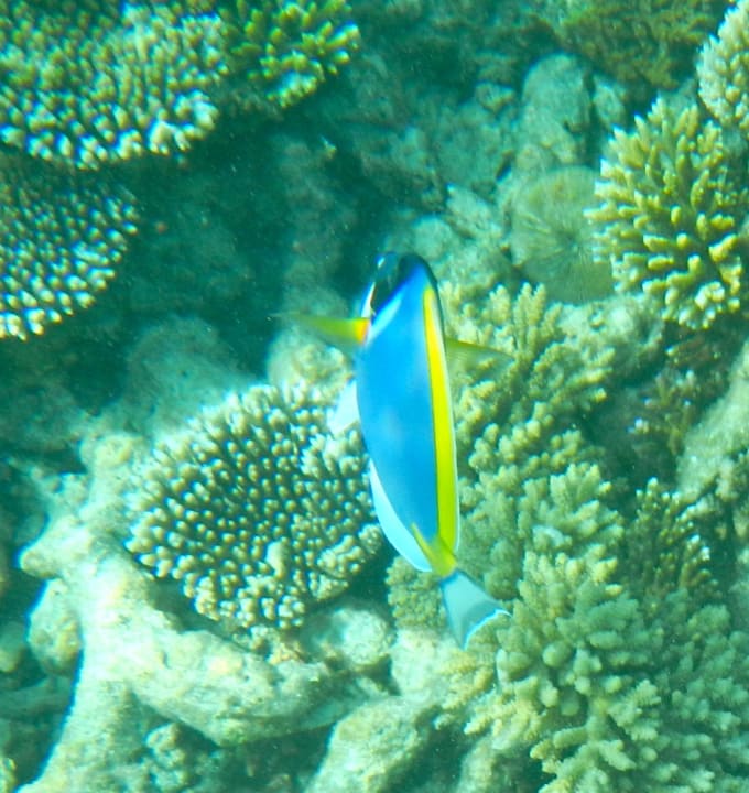 Doorii - Der  Doktorfisch Summer Island Maldives