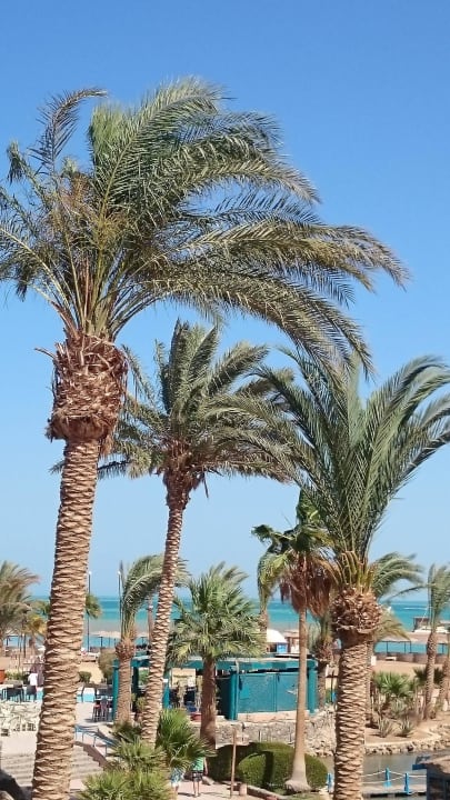 Toller Garten  Club Paradisio El Gouna, Red Sea
