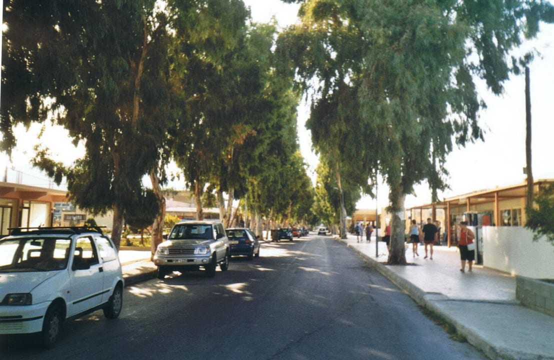 Eukalyptus-Allee Marianna Palace Hotel