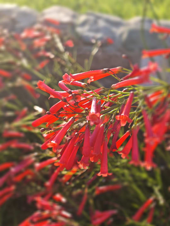 Gartenanlage Sentido Akassia Beach