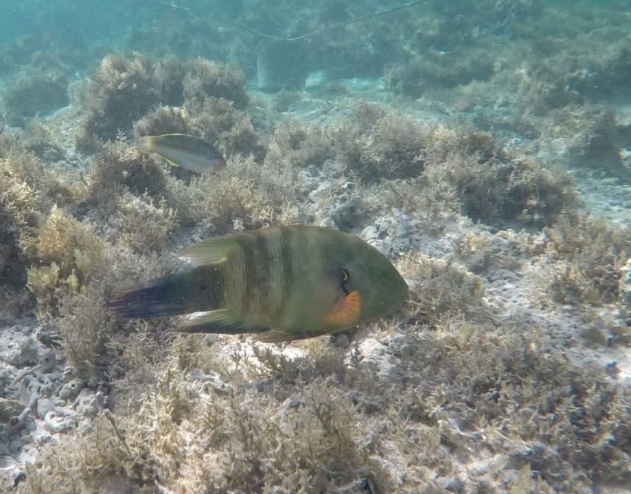 Sport & Freizeit Lazuli Hotel Marsa Alam