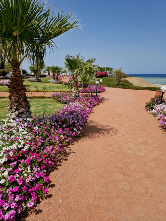 Gartenanlage Three Corners Equinox Beach Resort