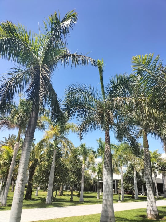 Gartenanlage Hotel Riu Gran Canaria