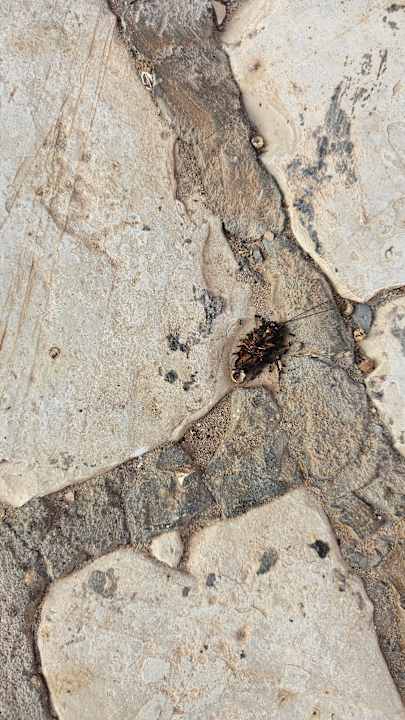 Gastro Vincci Safira Palms