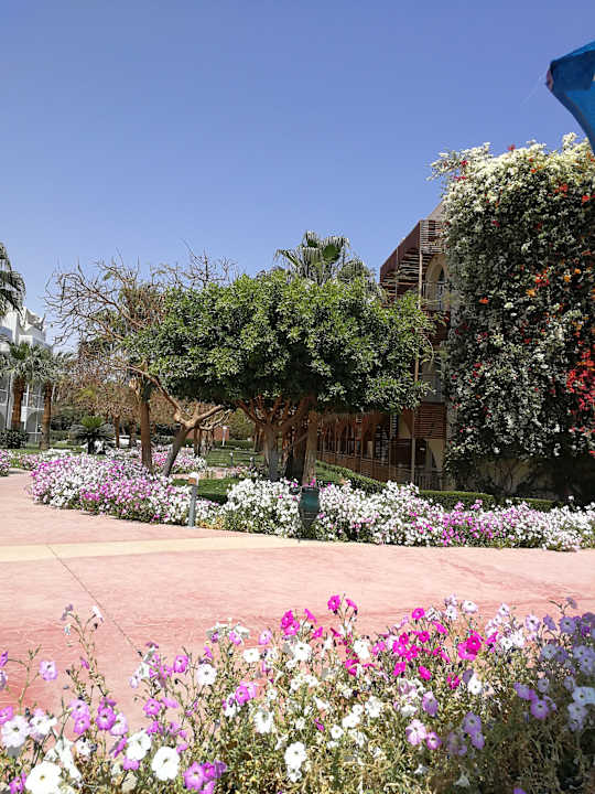 Gartenanlage Desert Rose