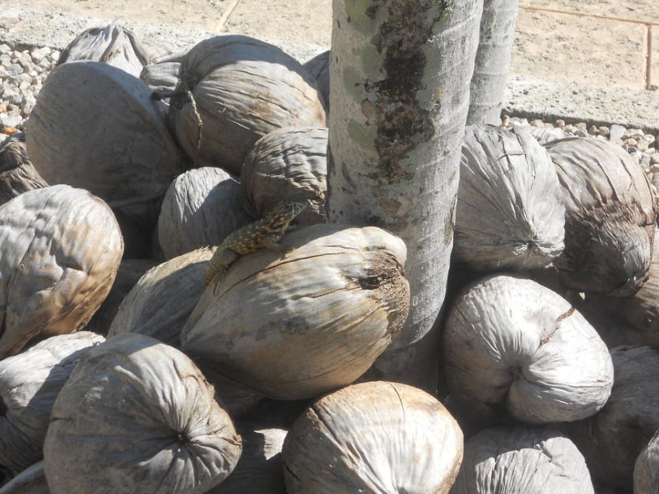 Süß Sol Hicacos Varadero