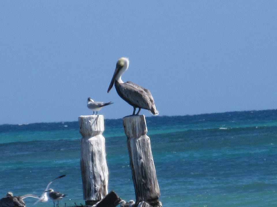 Ausblick Iberostar Waves Paraiso del Mar