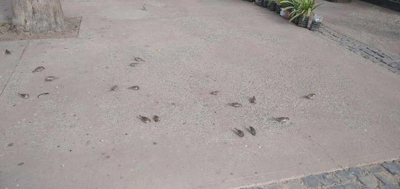 Sonstiges Hotel Morabeza