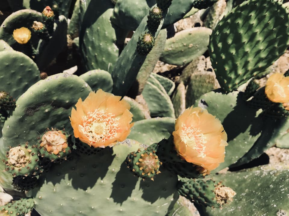 Gartenanlage TUI BLUE Seno - Adults Only