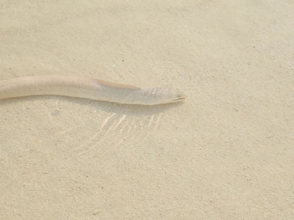 Moräne Kuramathi Maldives