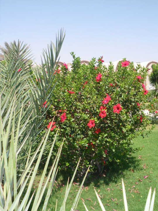 Gartenanlage Pensée Royal Garden Beach Resort