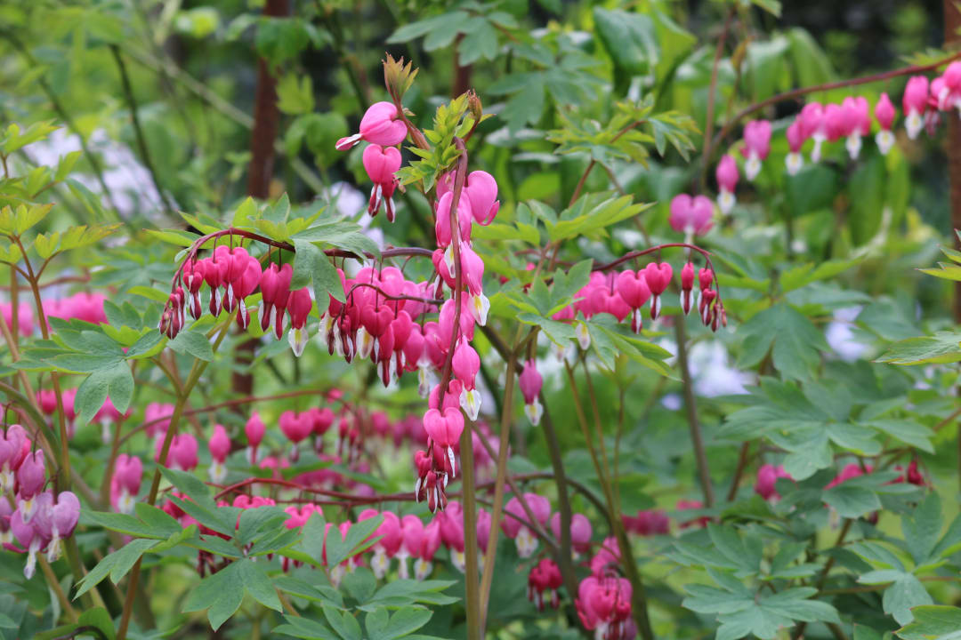 Gartenanlage The Salutation Hotel, Restaurant and Gardens