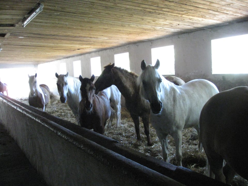 Die Kollerhof-Schulpferde Kollerhof