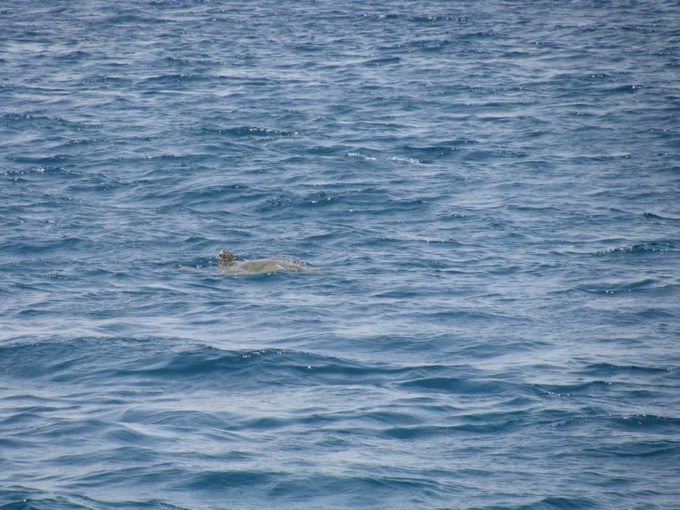 Фото с пирса Stella Garden Resort & Spa, Makadi Bay