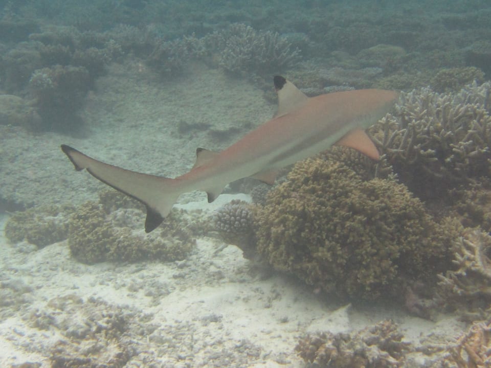 HR ananea Diamonds Athuruga