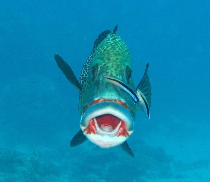 Putzerstation - beim Tauchen entdeckt Summer Island Maldives