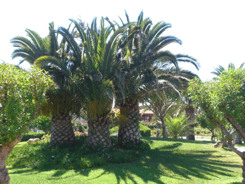 Riesige Palmen Anissa Beach & Village