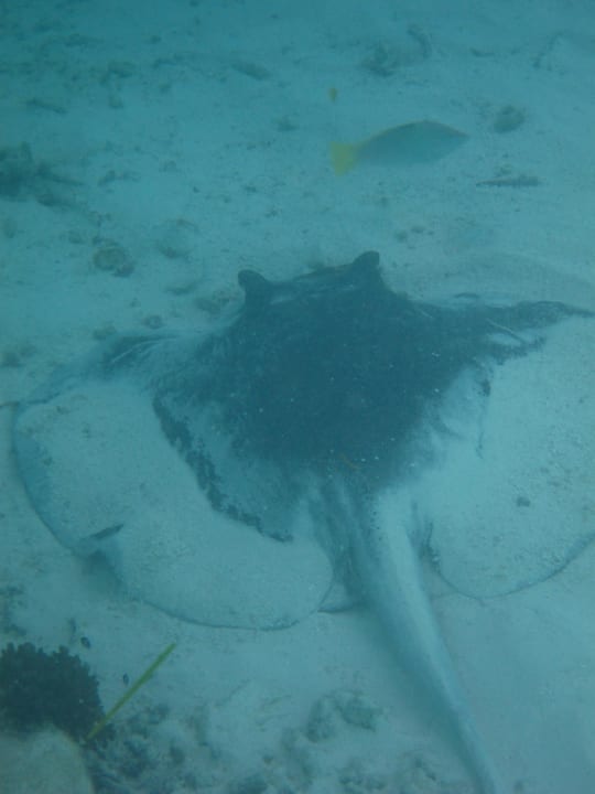 Strandrochen Meeru Maldives Resort Island