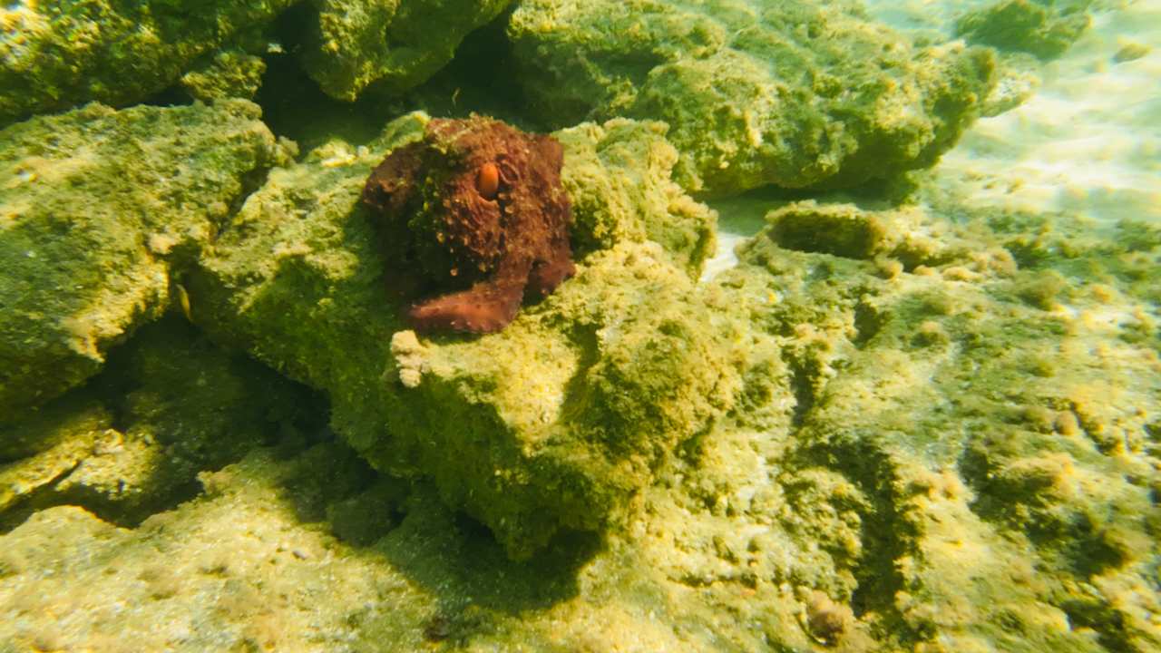 Sonstiges Shams Alam Beach Resort